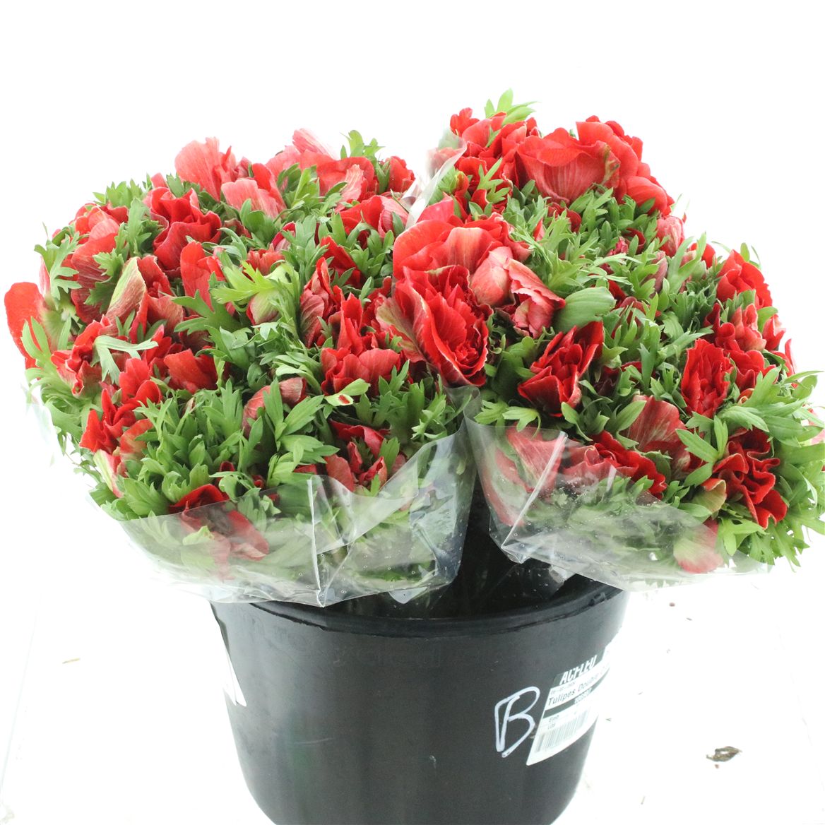 Anemone Coronaria Mistral Plus Red 35cm