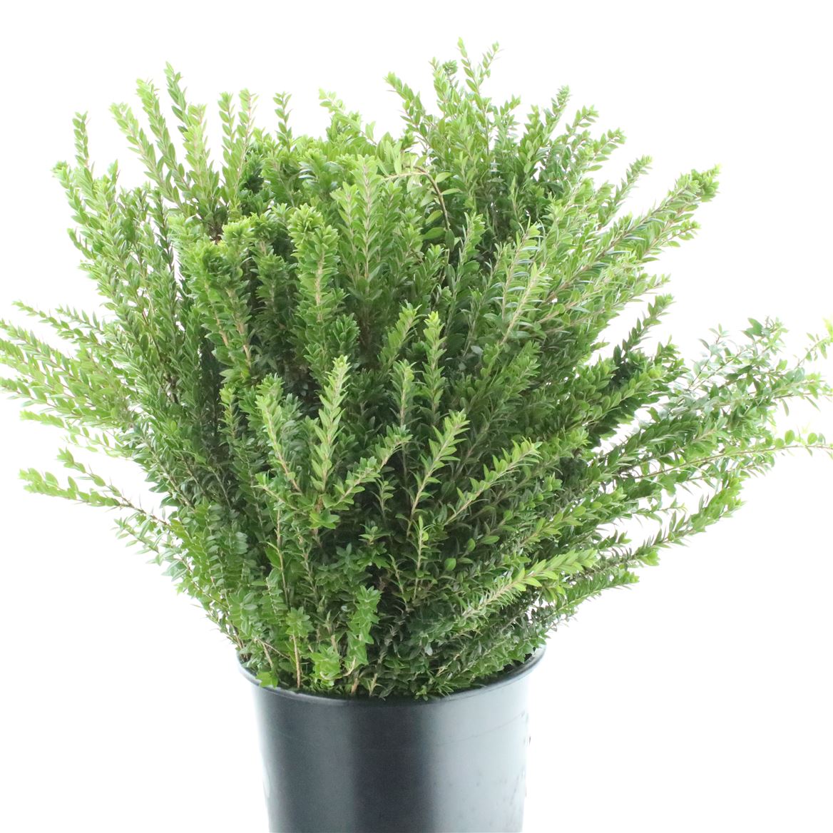 Myrtus Communis Painted Berry Red Per Bunch 60cm