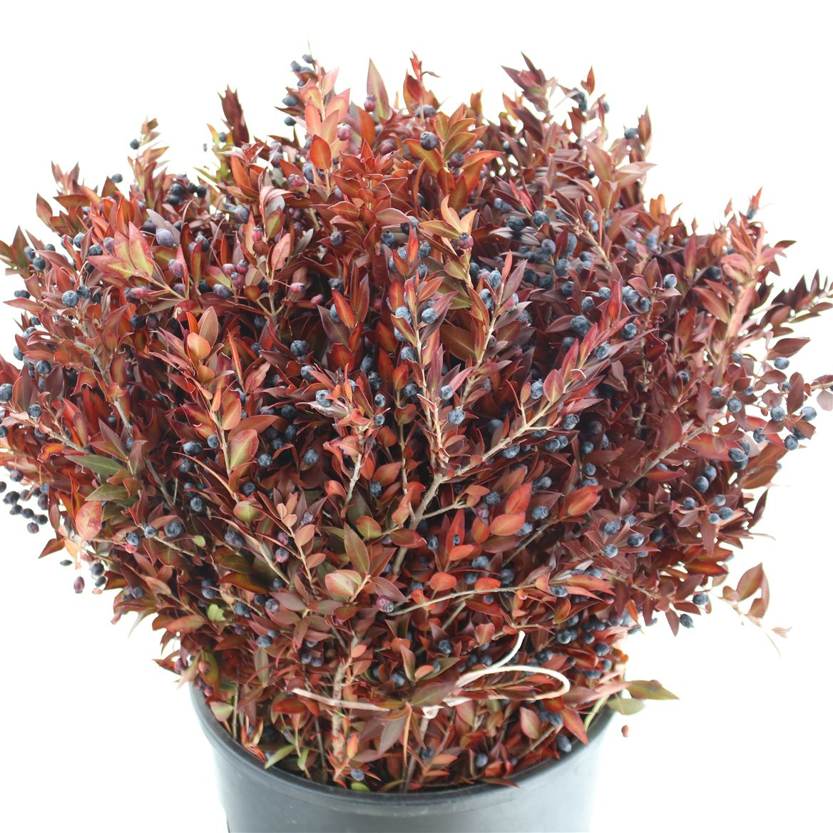 Myrtus Communis Painted Berry Red Per Bunch 55cm