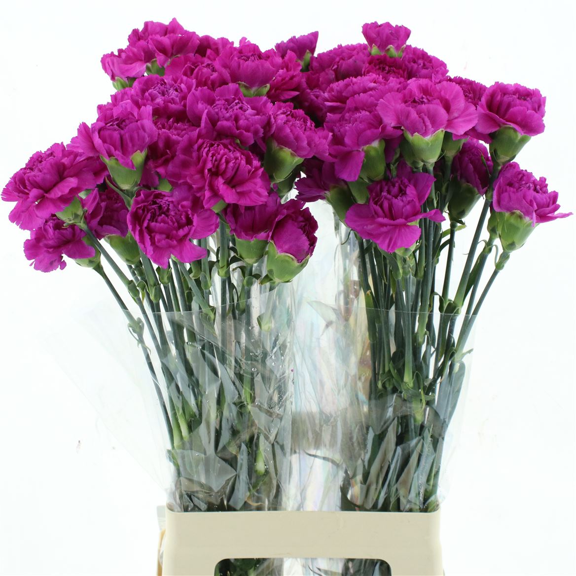 Dianthus Single Tiepolo 70cm