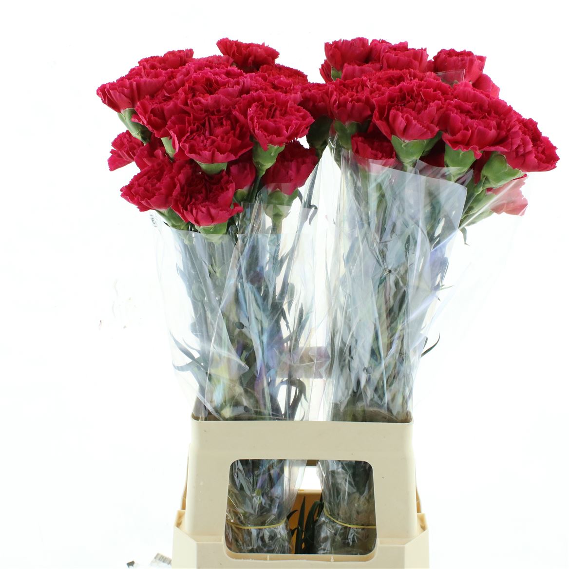 Dianthus Single Bizet 65cm
