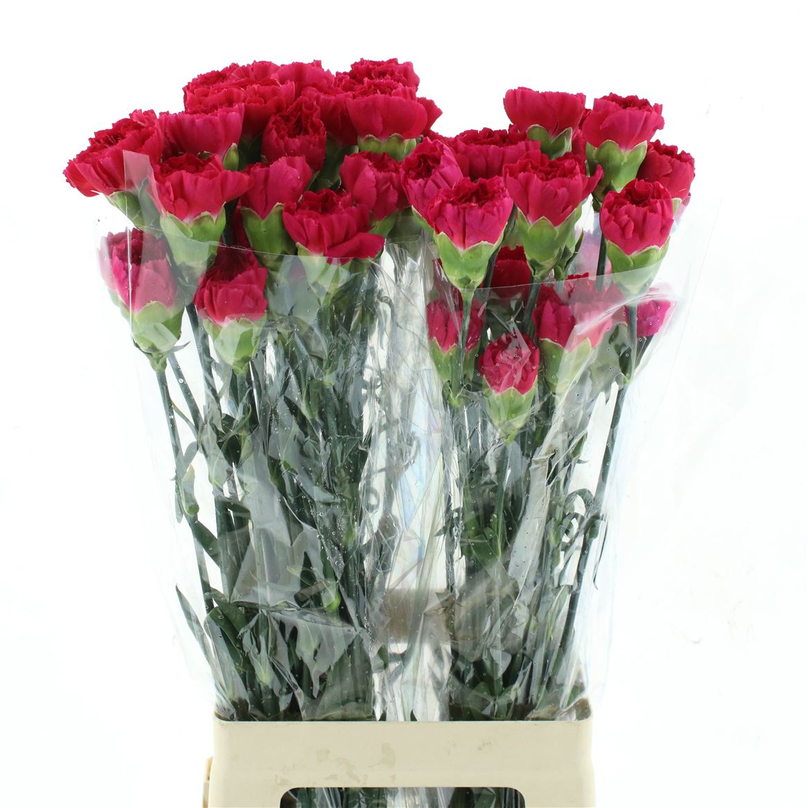 Dianthus Single Bizet 70cm