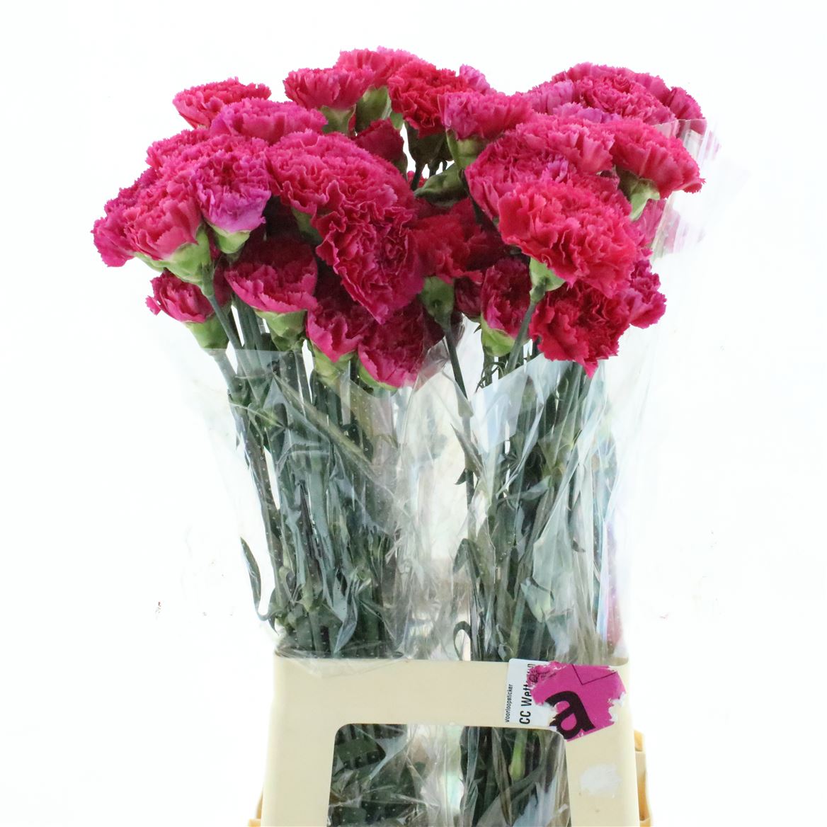 Dianthus Single Bizet 70cm