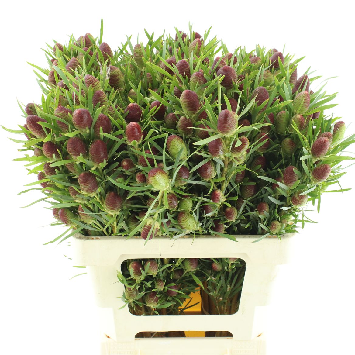 Leucadendron Ruby Globe 60cm Spray