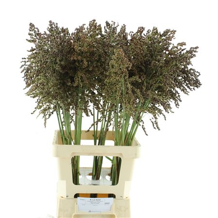 Sorghum Bicolor