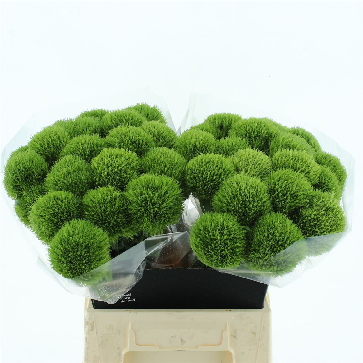 Dianthus Barb Green Trick 45cm