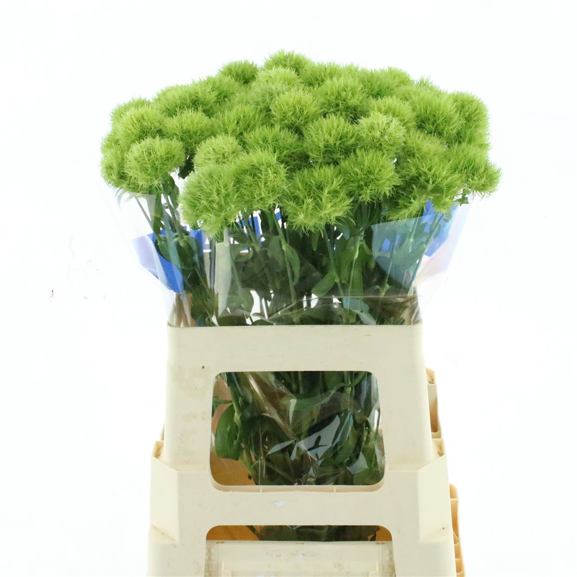 Dianthus Barb Green Trick 60cm
