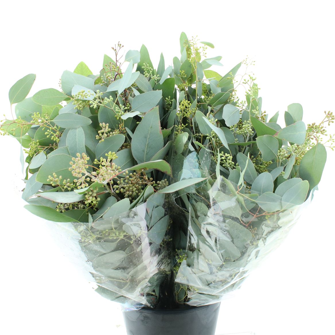 Eucalyptus Populus With Berry Per Bunch 65cm 300gr.