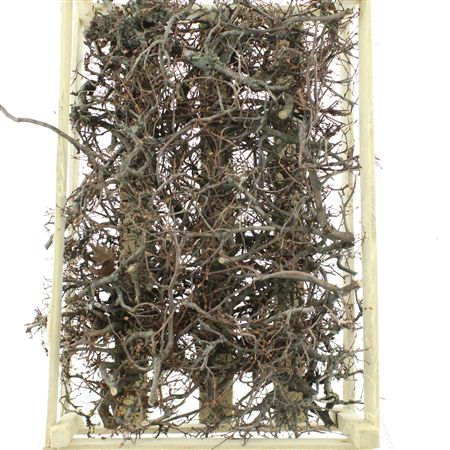 Bonsai Wood Naturel P Crate