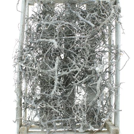 Crate Bonsai L-60 W-40