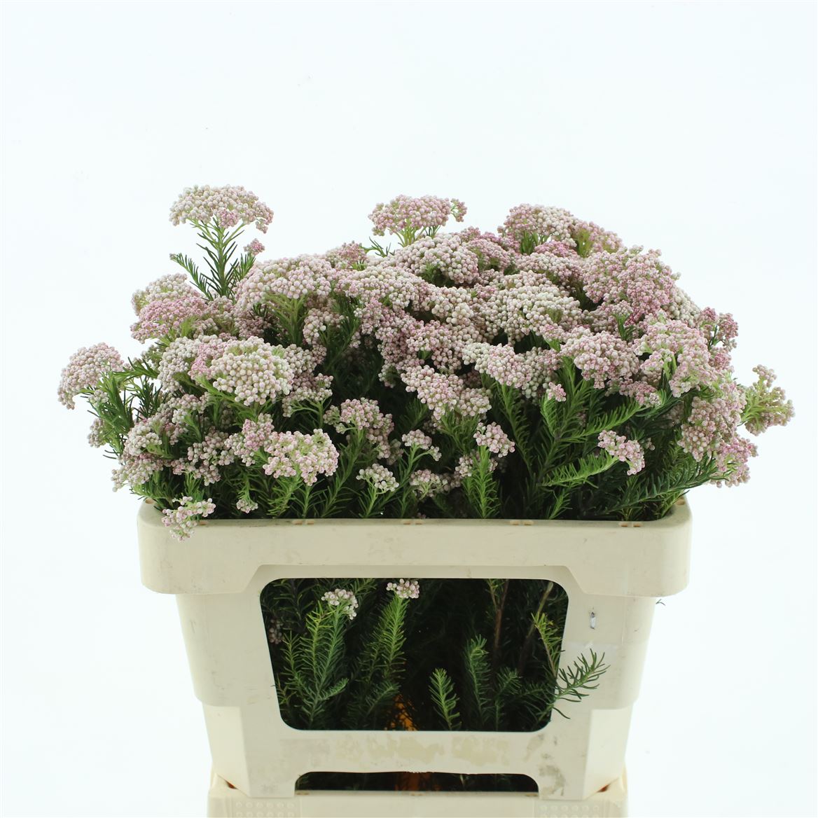 Ozothamnus Pink Panther 50cm