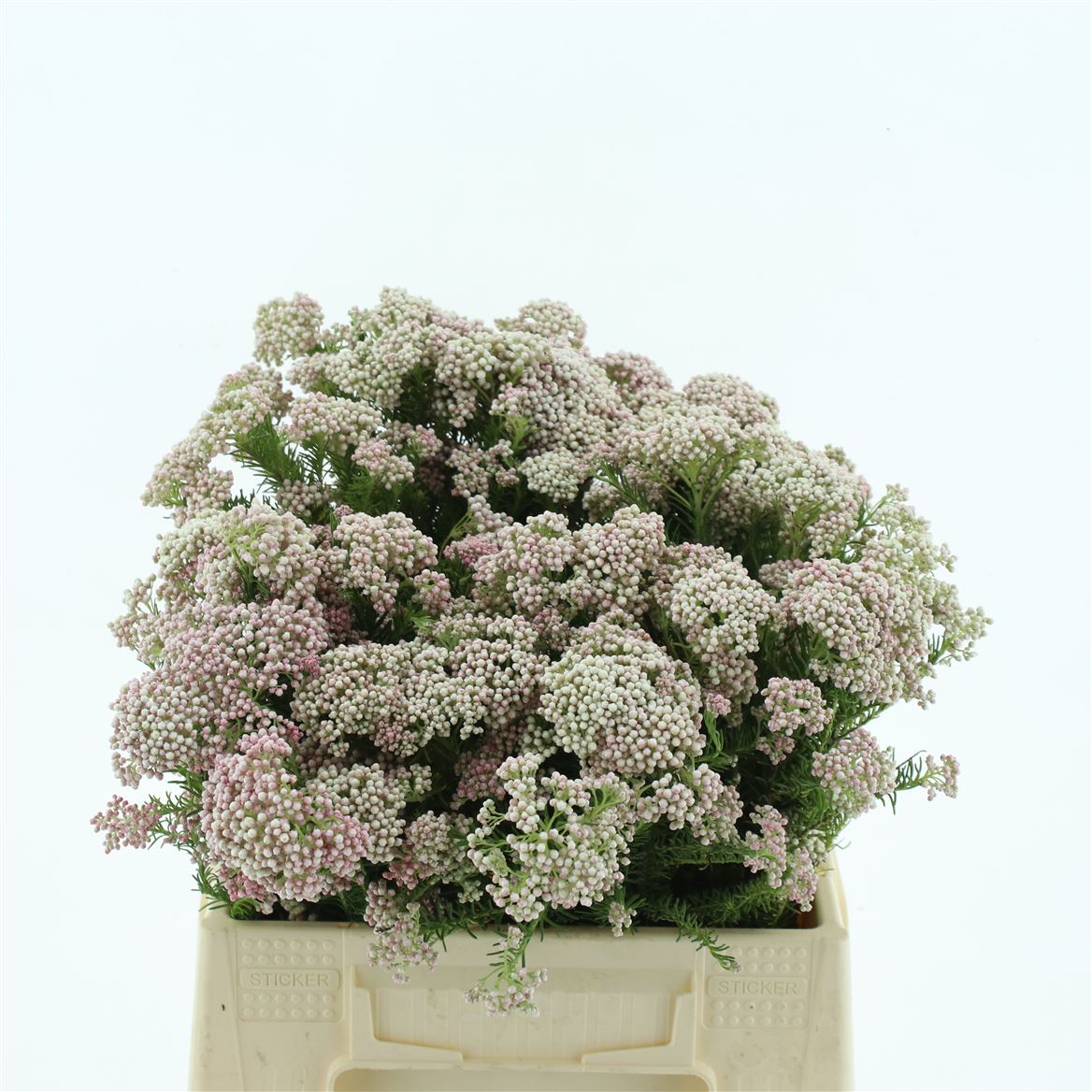 Ozothamnus Pink Panther 40cm
