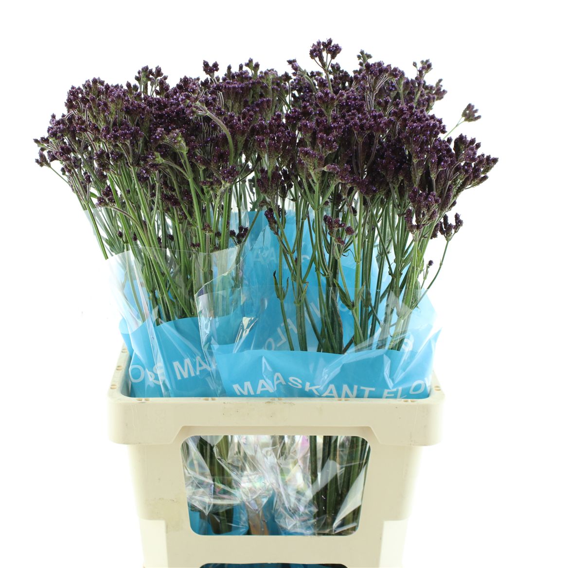 Verbena Has P Spires 70cm