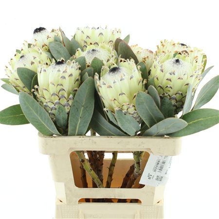 Protea M Ice Queen
