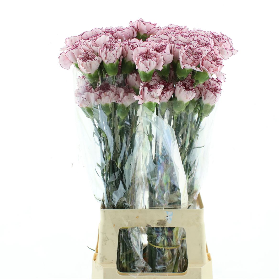 Dianthus Single Mariposa 55cm