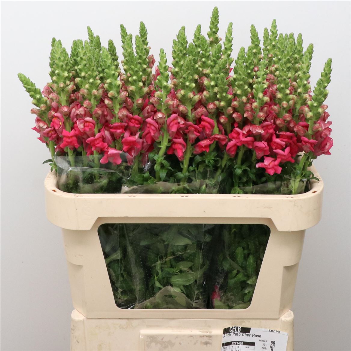 Antirrhinum Opus Pink 70cm