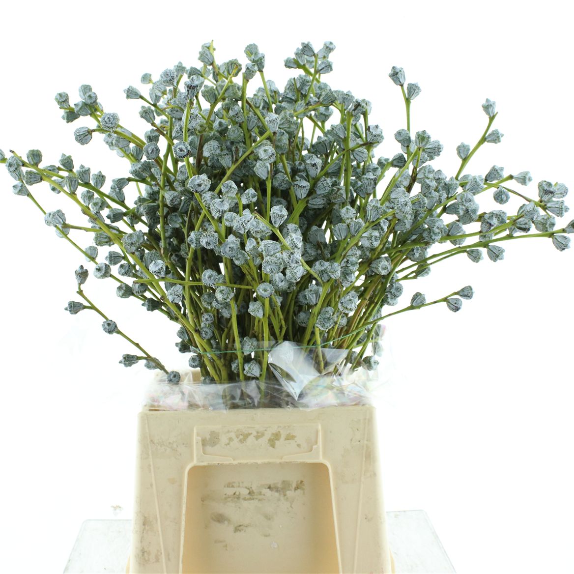 Eucalyptus Globulus Per Bunch 60cm 300gr.
