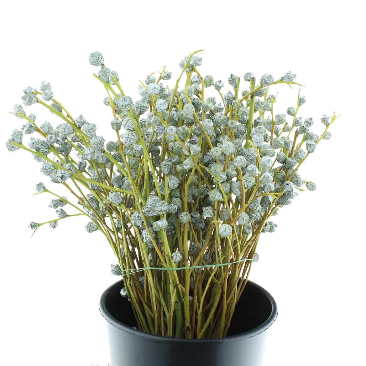 Eucalyptus Globulus Per Bunch 60cm 250gr.