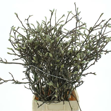 Magnolia Grandiflora