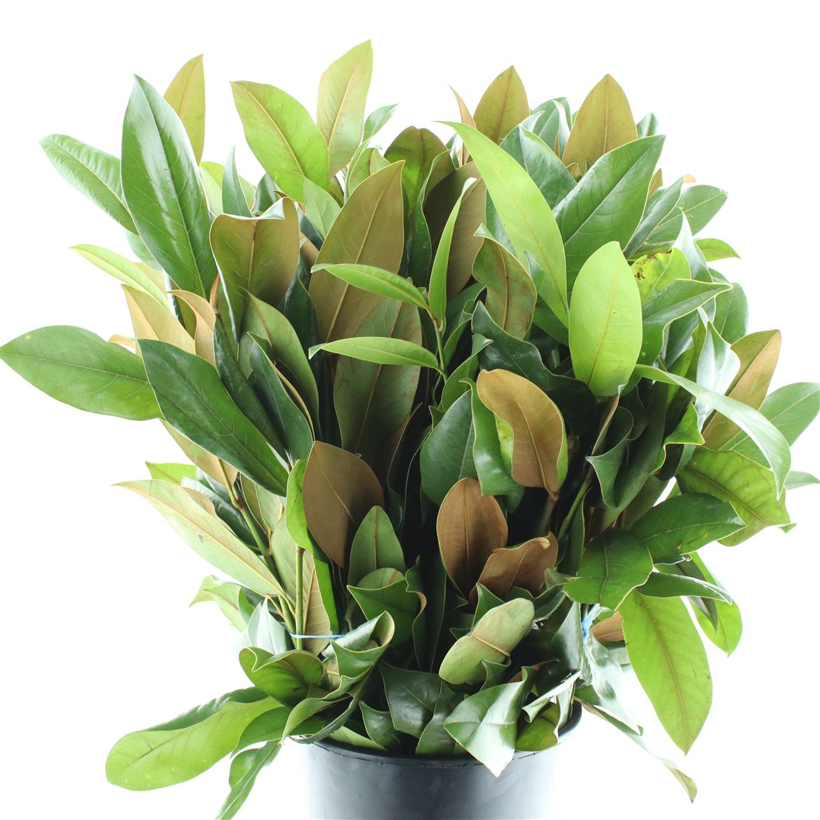 Magnolia Grandiflora Per Bunch 70cm 400gr.