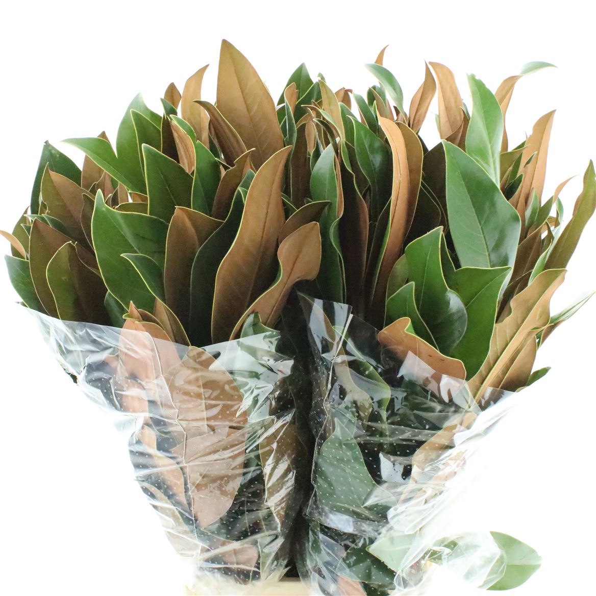 Magnolia Grandiflora Per Bunch 75cm 400gr.