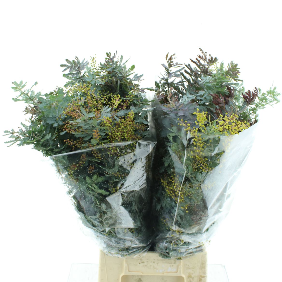 ACACIA B PURPUREA BS 60cm 200gram