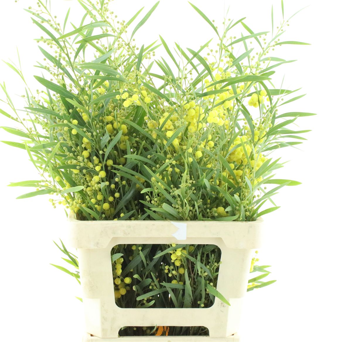 Acacia Retinodes Per Bunch 65cm 200gr.