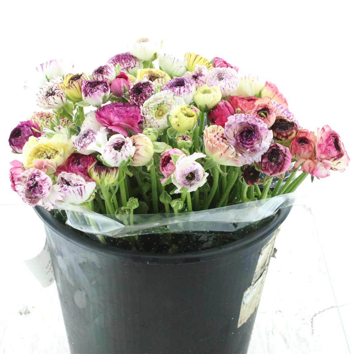 Ranunculus Andrea Cappuccino 40cm 30gr.