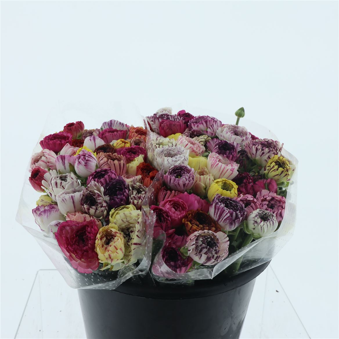 Ranunculus Andrea Cappuccino 35cm 25gr.