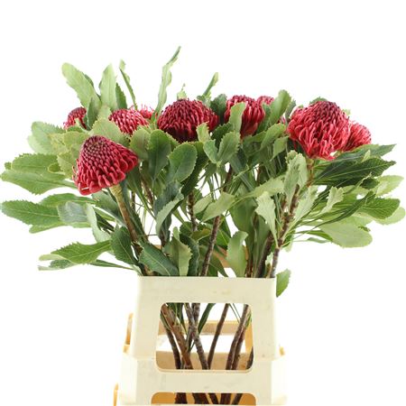 Telopea Sp Waratah