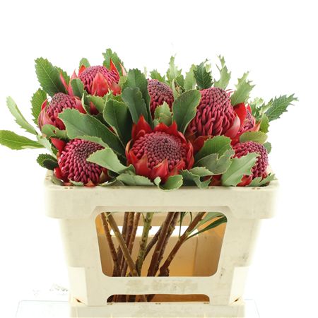 Telopea Sp Waratah
