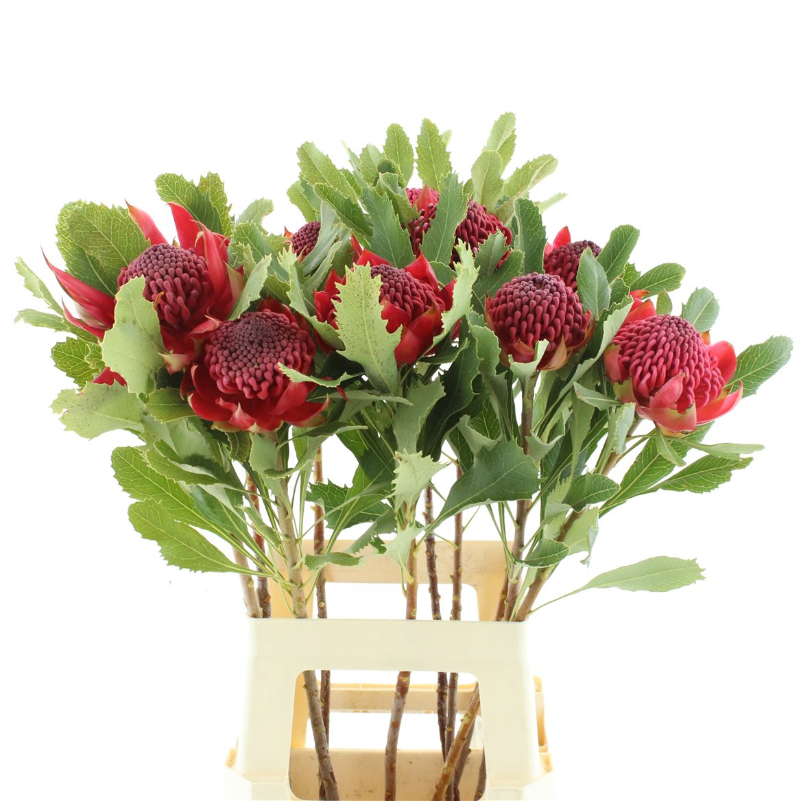 Telopea Speciosissima Waratah 70cm