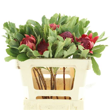 Telopea Sp Waratah