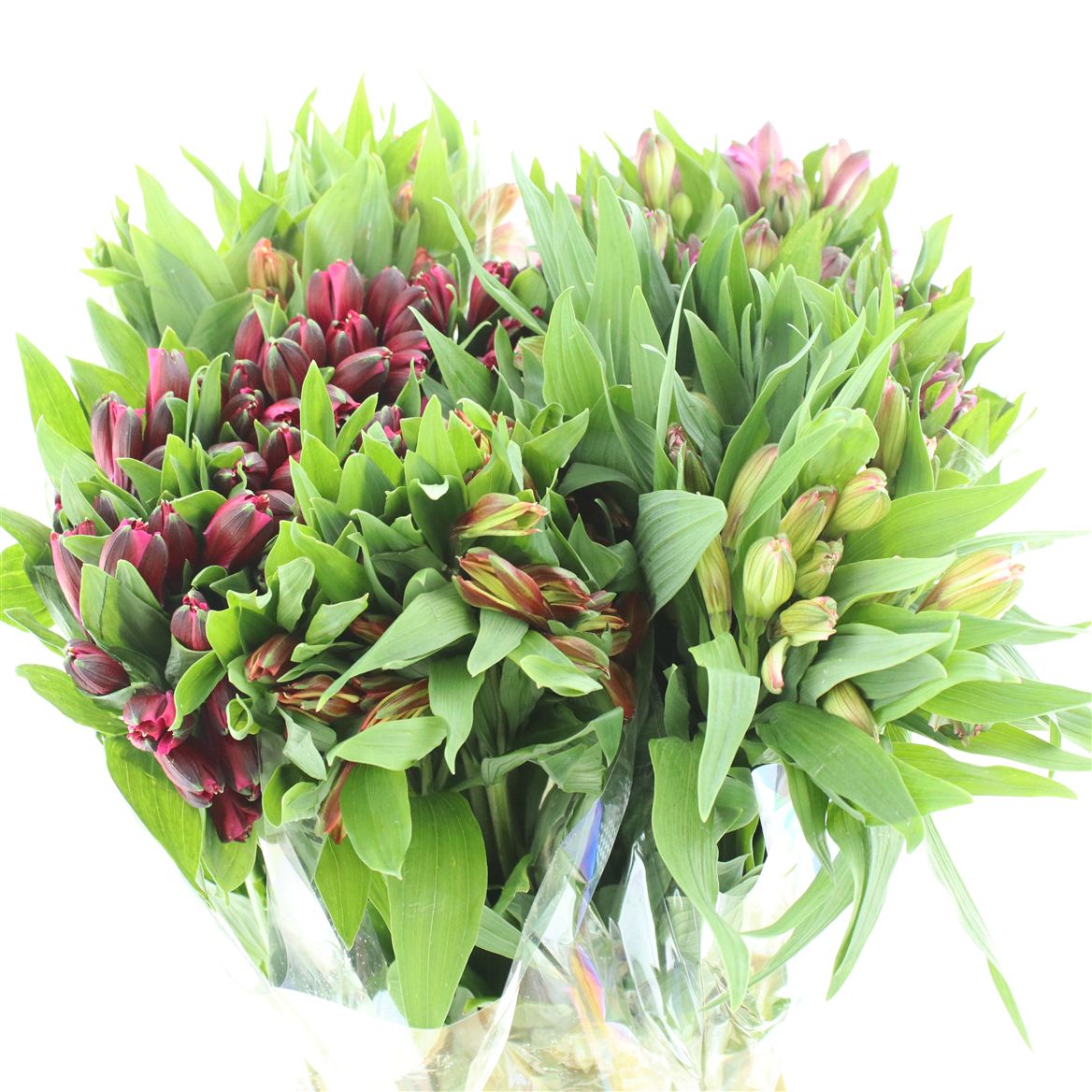 Alstroemeria Mix 80cm 50gr.