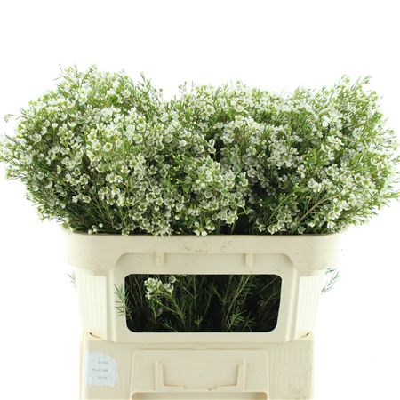 Chame Denmark Pearl