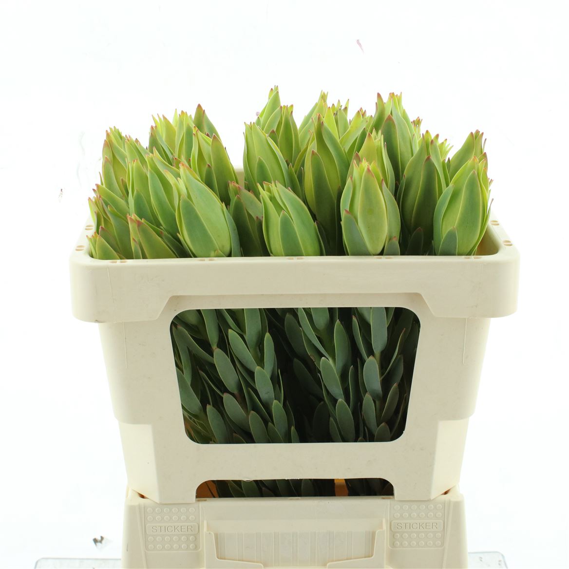 Leucadendron Procerum 50cm
