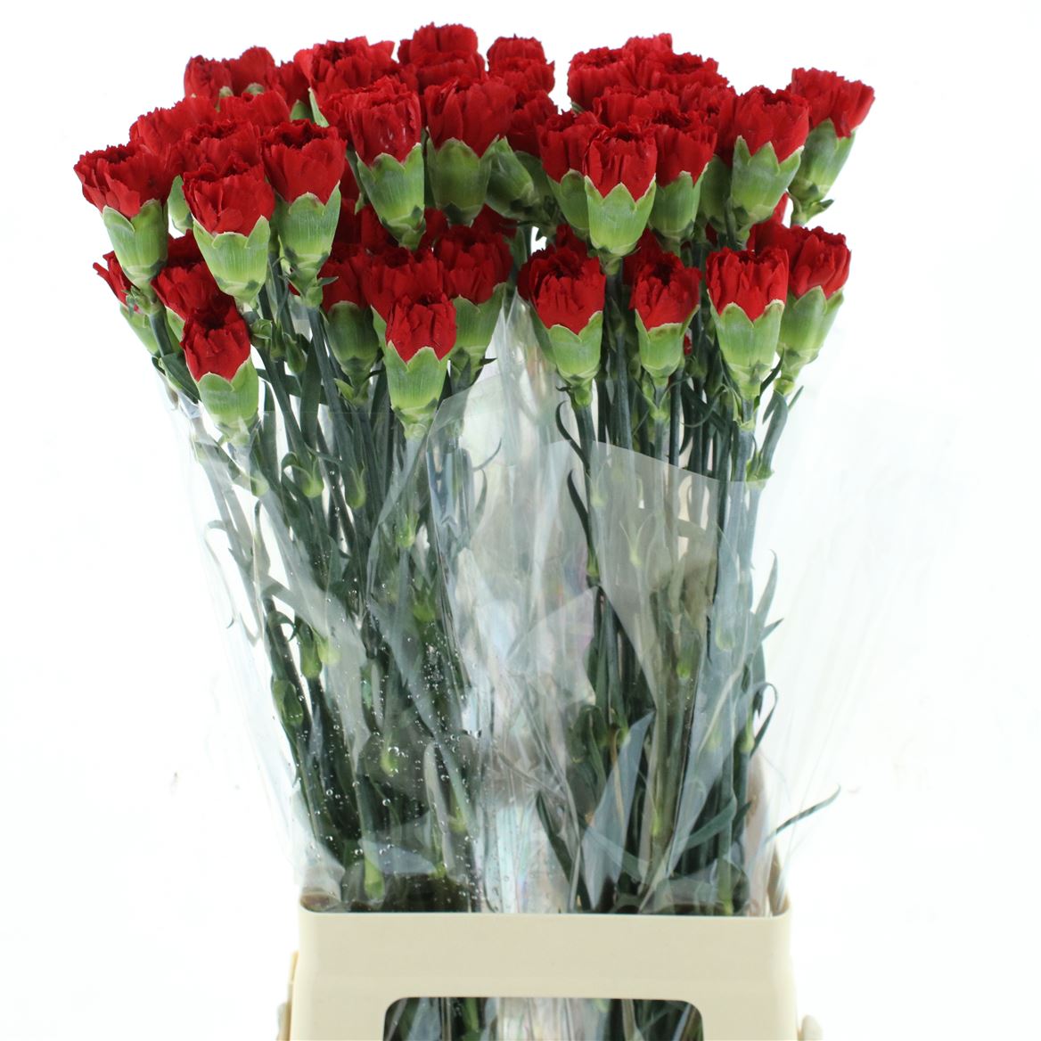 Dianthus Single Don Pedro 70cm