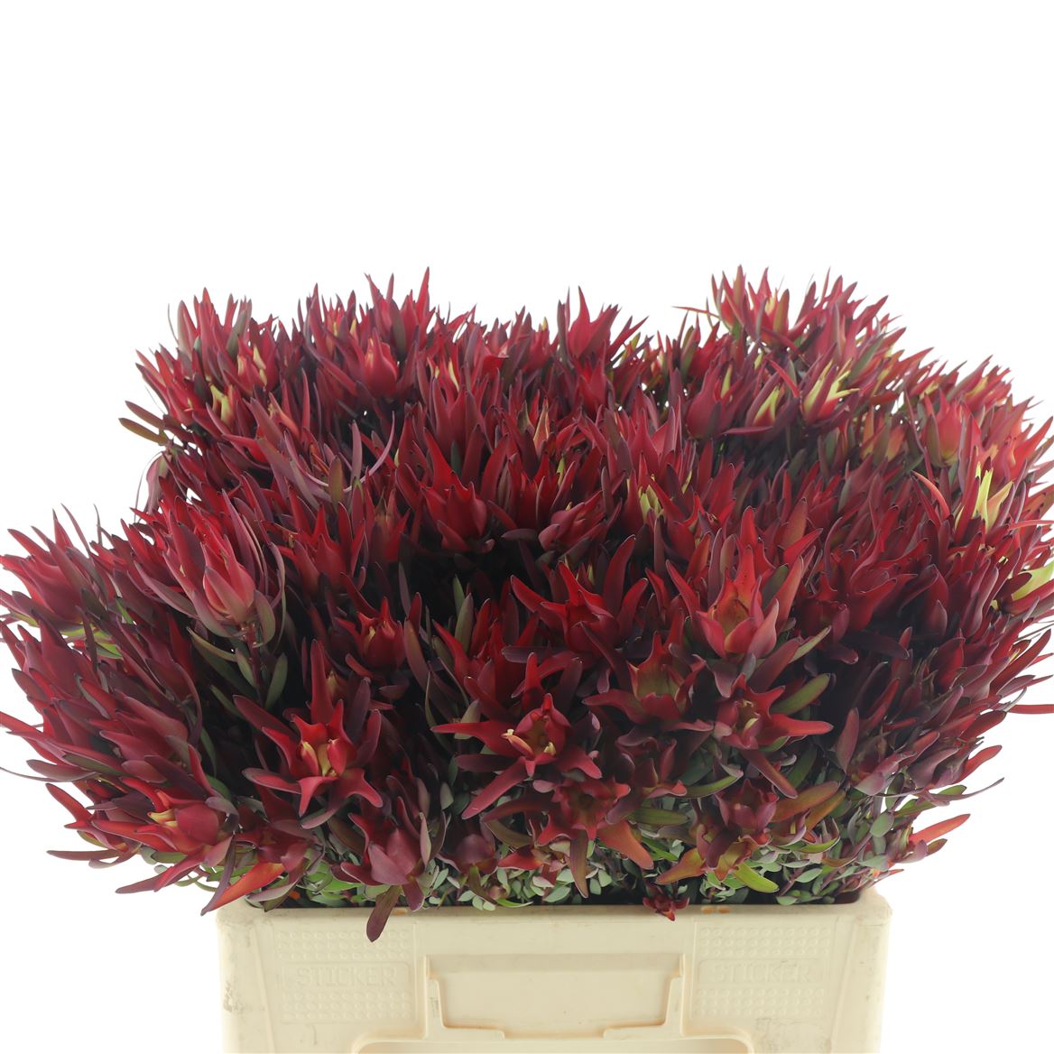 Leucadendron Coniferum Ayoba Blushed Pearl 50cm Spray