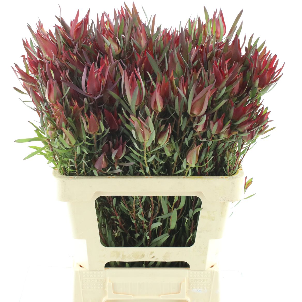 Leucadendron Coniferum Ayoba Blushed Pearl 60cm Spray