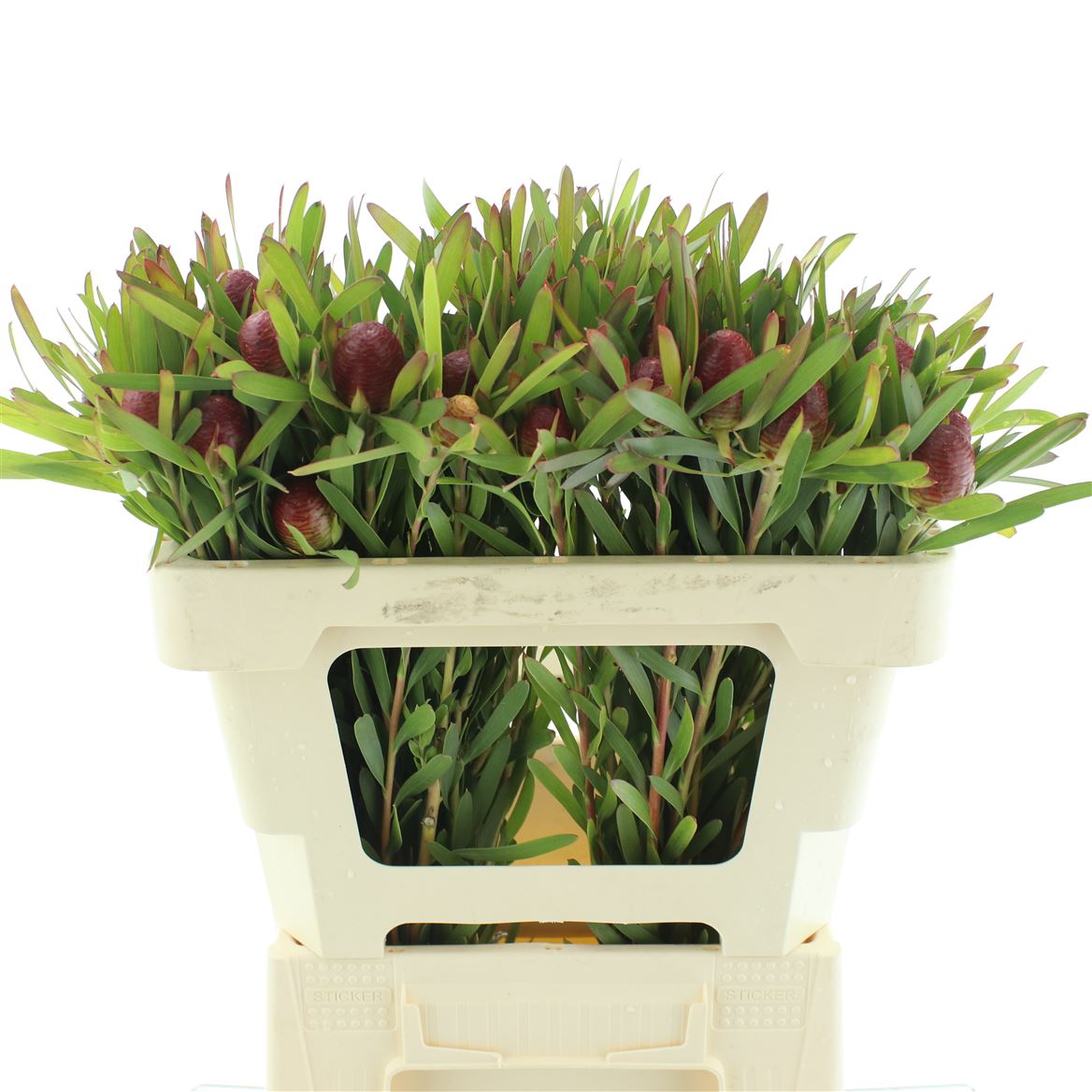 Leucadendron Coniferum Ayoba Blushed Pearl 50cm