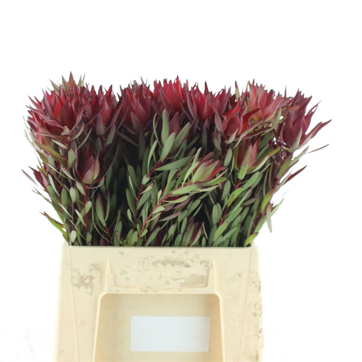 Leucadendron Coniferum Ayoba Blushed Pearl 40cm Spray