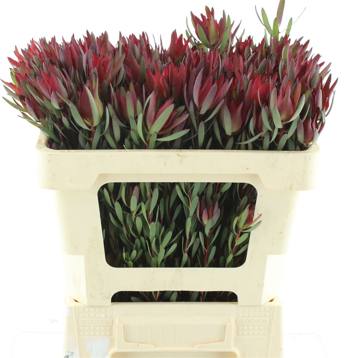 Leucadendron Coniferum Ayoba Blushed Pearl 50cm Spray