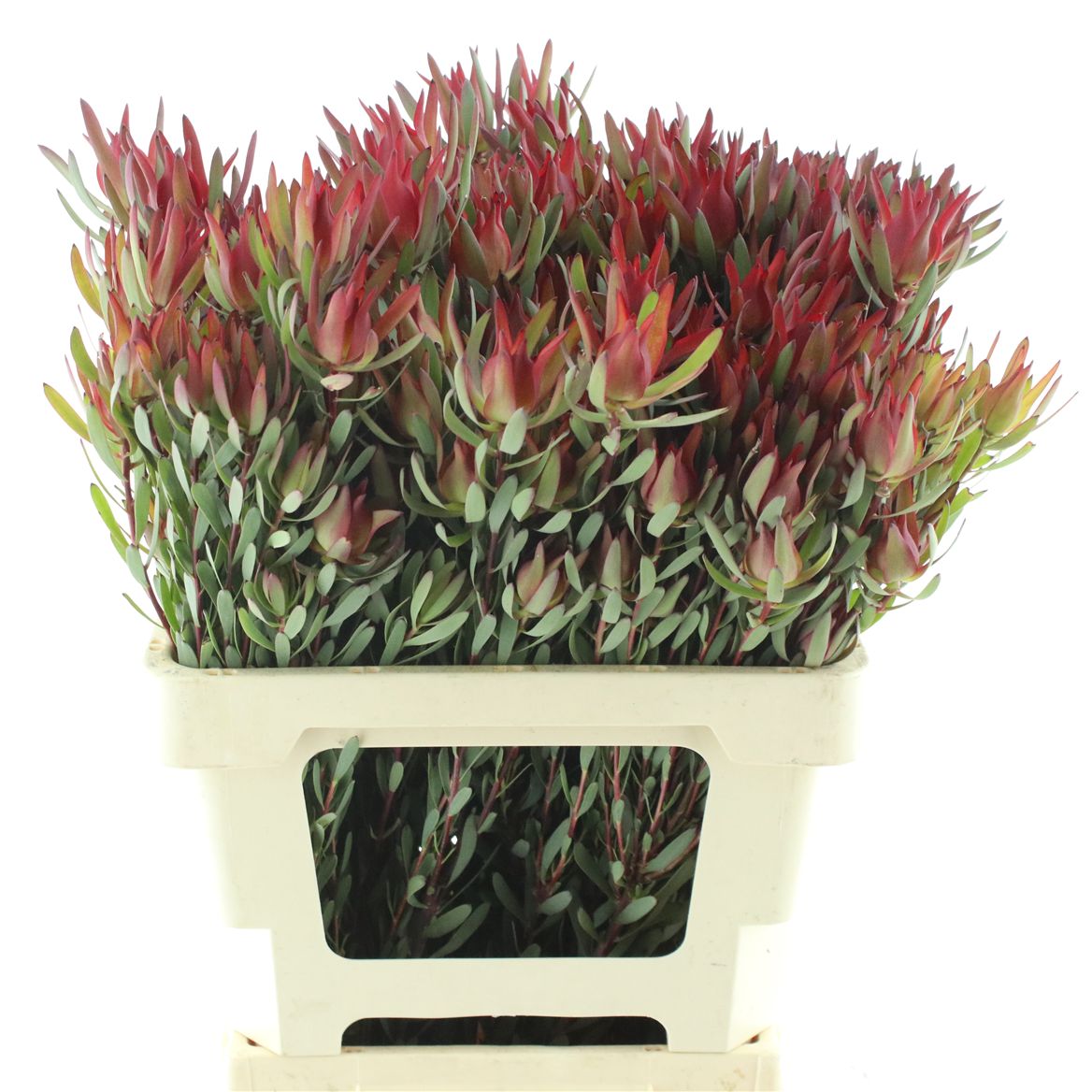 Leucadendron Blush Pearl 60cm