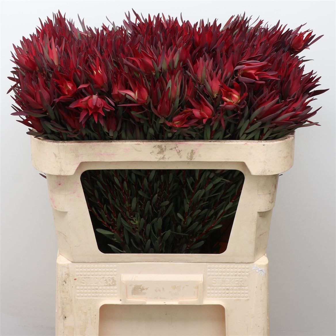 Leucadendron Blush Pearl 70cm