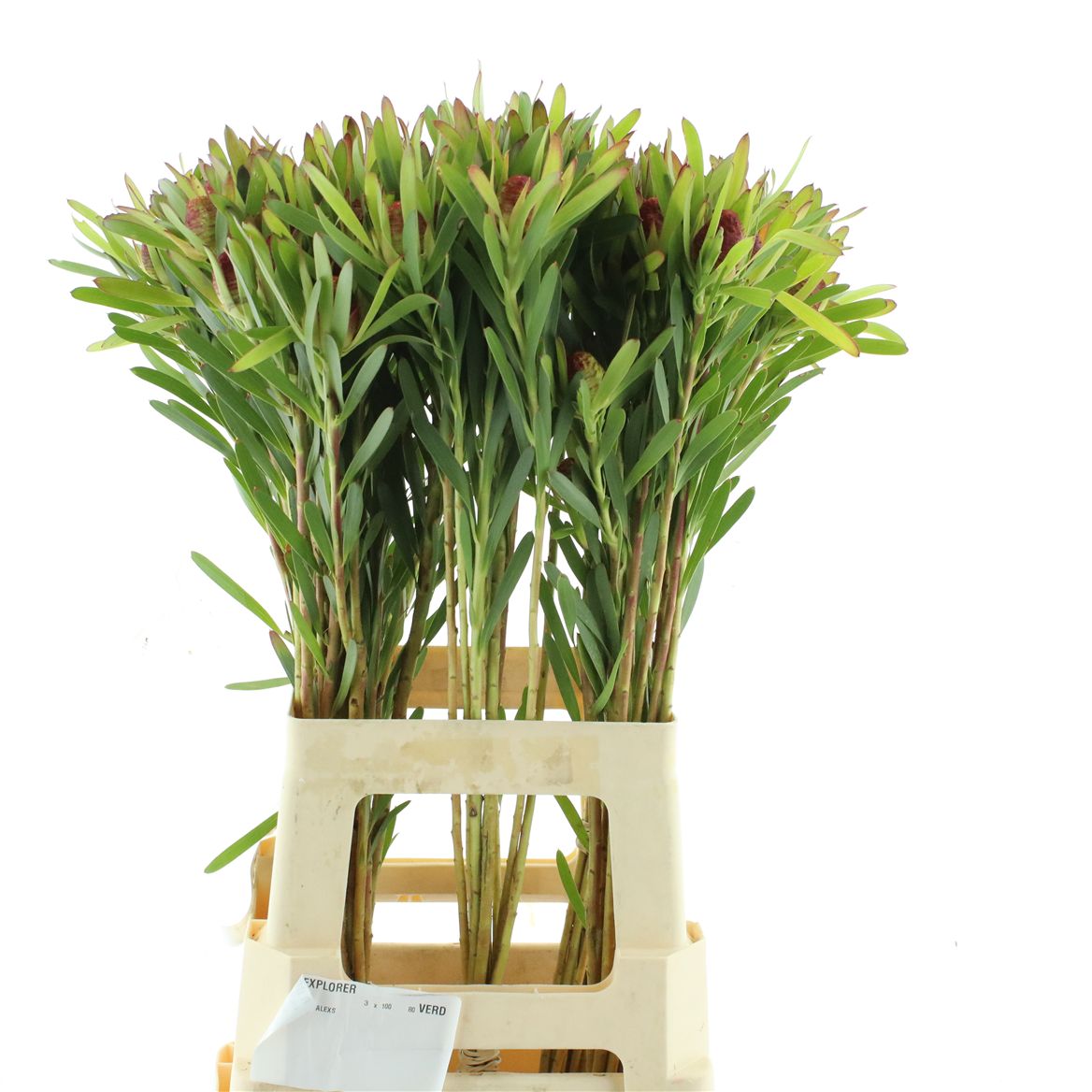 Leucadendron Coniferum Ayoba Blushed Pearl 70cm