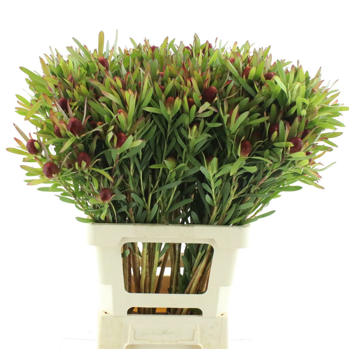 Leucadendron Coniferum Ayoba Blushed Pearl 60cm
