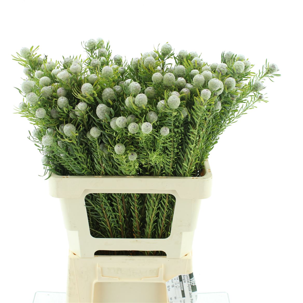 Leucadendron Spray Ayoba Jade Pearl 60cm Spray