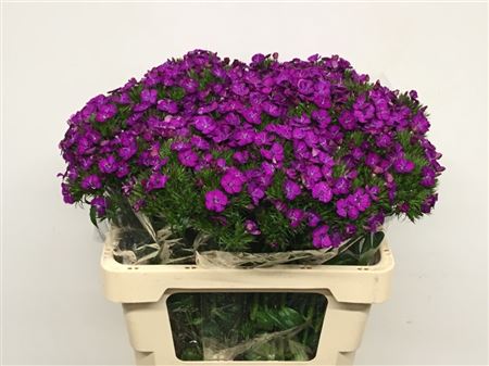 Dianthus Barb Neon Purple 50cm