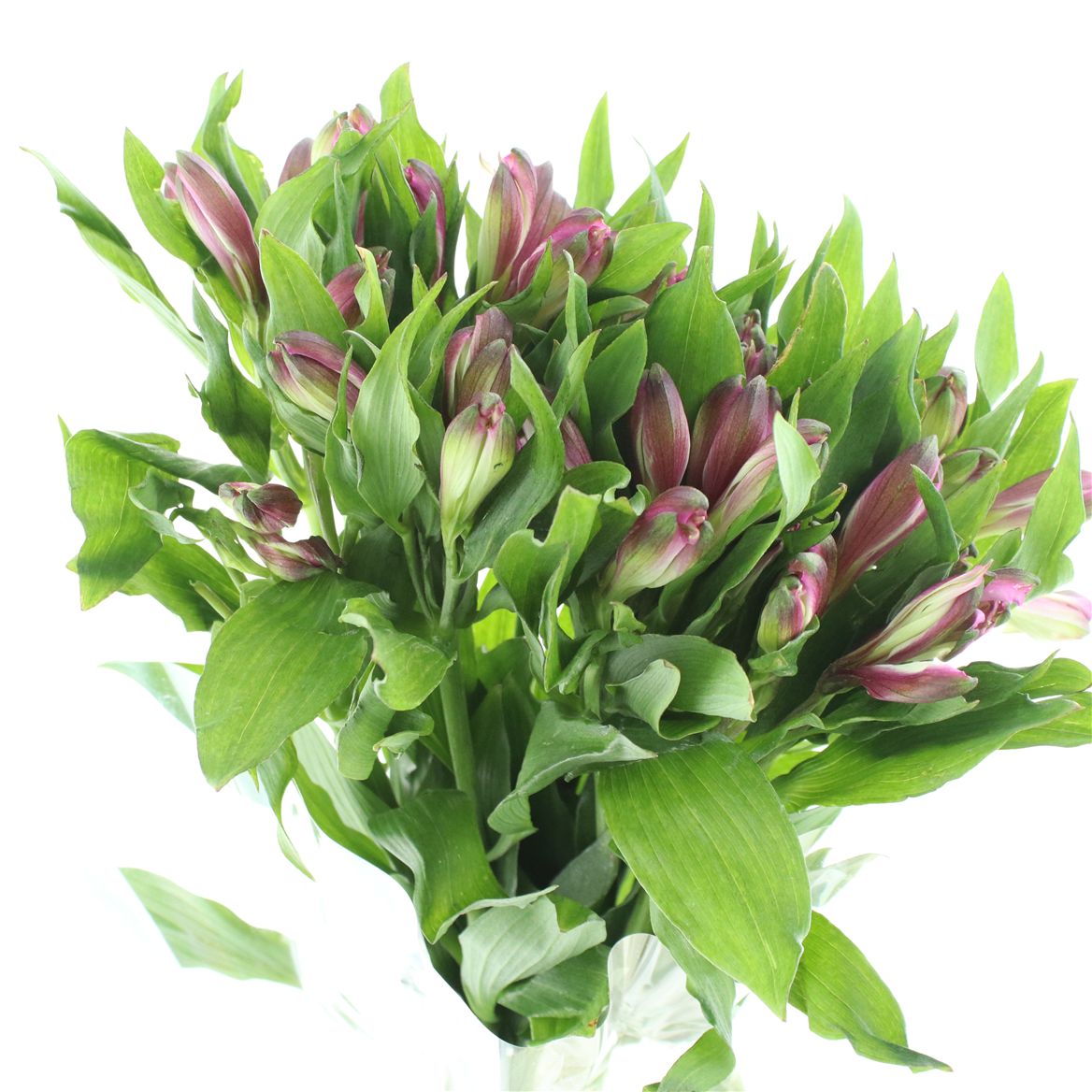 Alstroemeria Floriano 80cm 50gr.