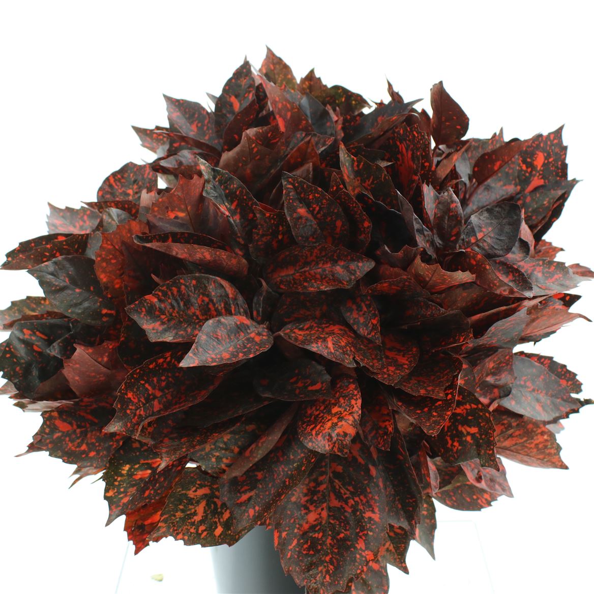Aucuba Japonica Per Bunch 60cm 300gr.
